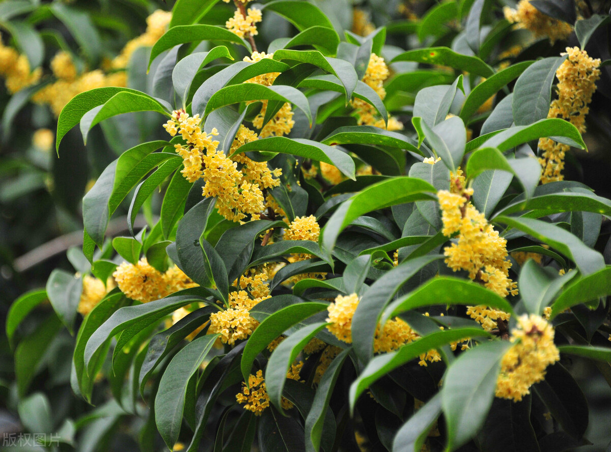 清秋桂花馨香，一朝飘落纷扬。珠玉何时采下？切莫不知空忙