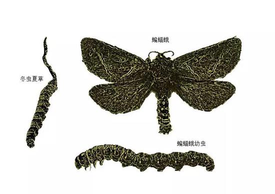 现实真的有毒液吗,现实中有没有毒液相似的液体