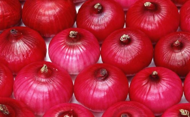 洋葱养花有什么作用,洋葱养花的功效和作用