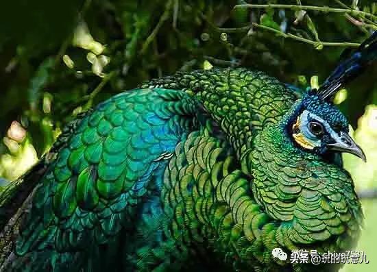 中国画孔雀名作,中国名画孔雀