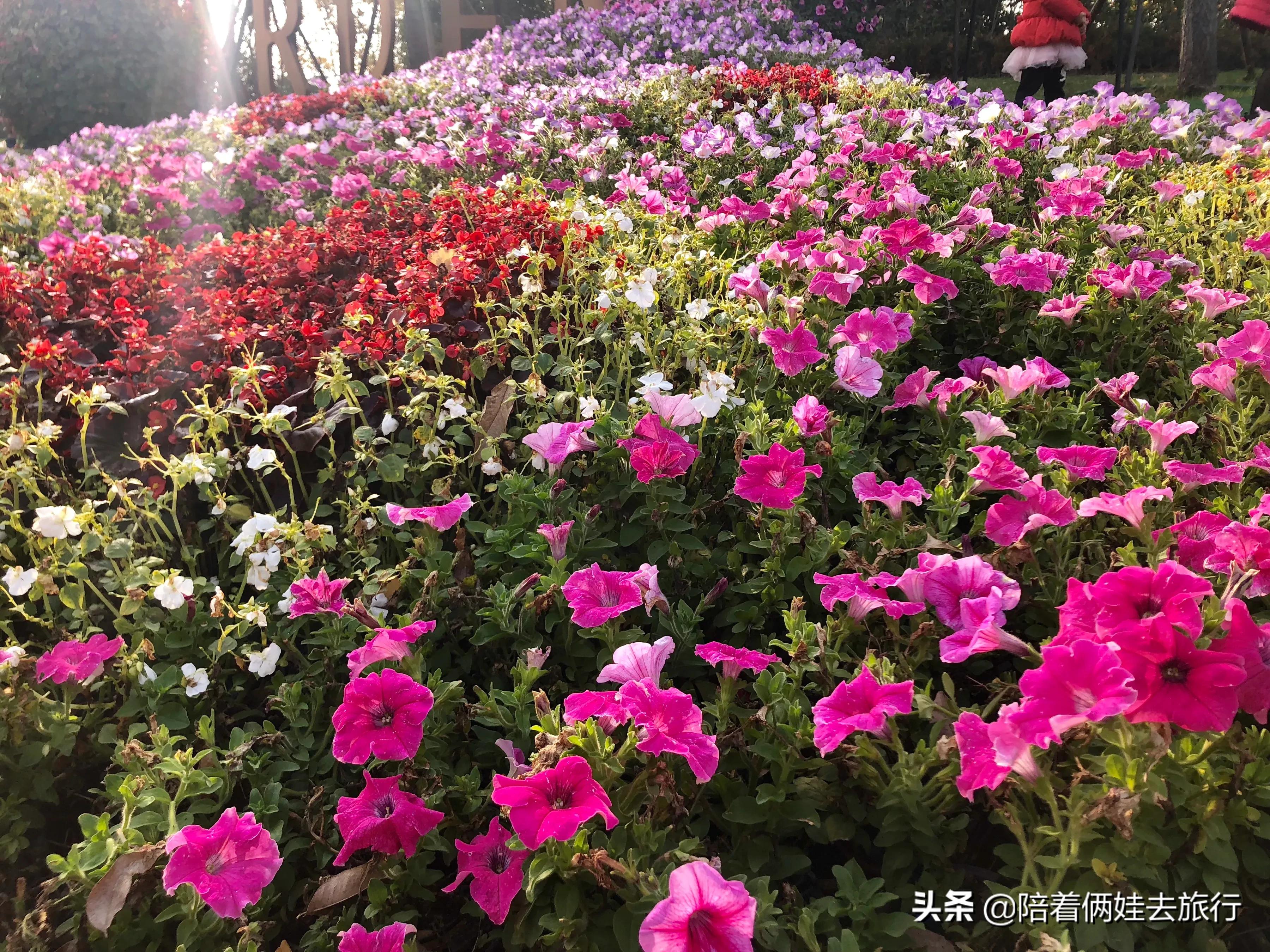 上海浦江郊野公园一日游攻略大全,上海浦江郊野公园奇迹花园地图