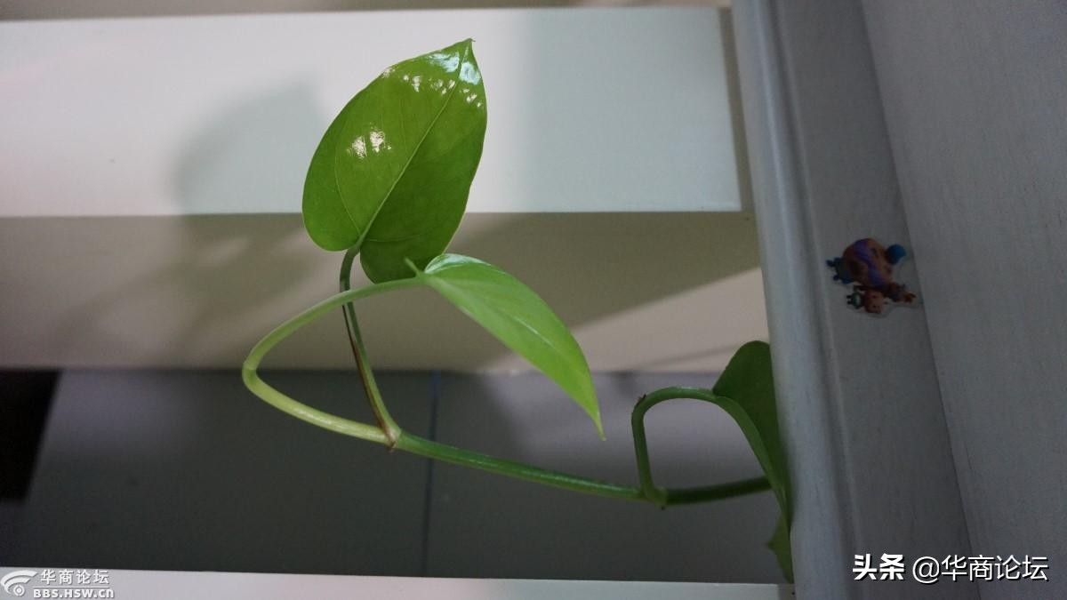 疫情下的城市生活纪录片,西安疫情每天新增记录图