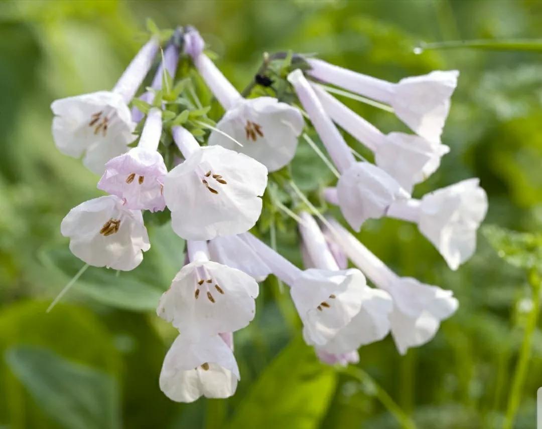 芳踪难觅濒危花!清新治愈篇:沙漠高原是吾家,豹子花的春天来了