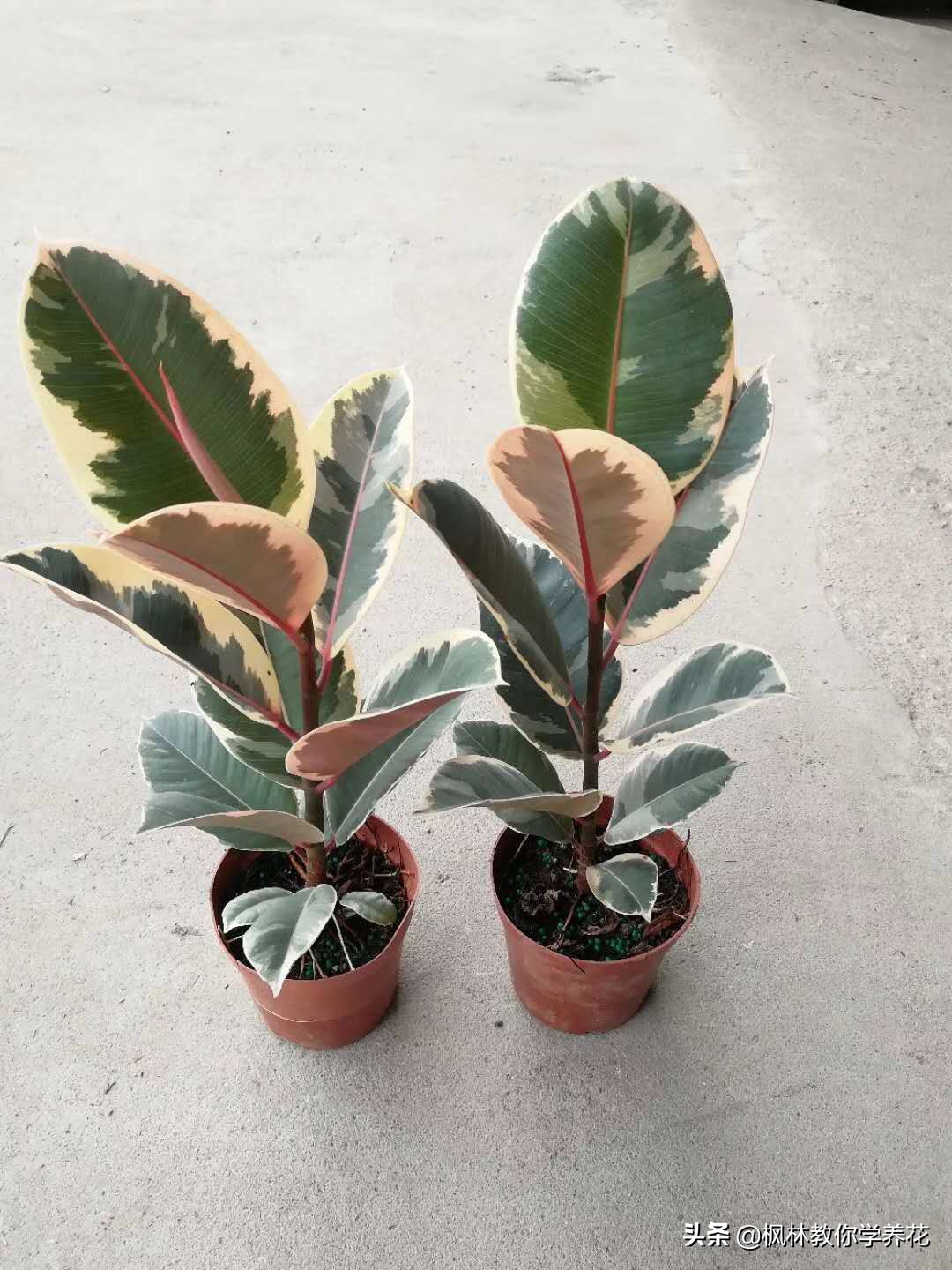 橡皮树养护的正确方法,橡皮树的养护方法和注意事项