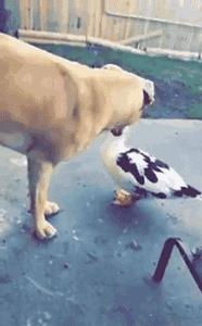 狗子被主人吓尿怎么办,狗子偷吃猪手被发现