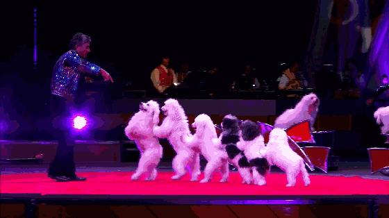 东南花都花博园全新升级鹿岛公园,东南花都花博园导览图