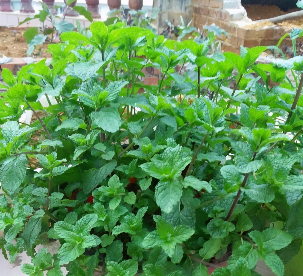 钖勮嵎濡備綍闃叉绐滈珮,鍐閬垮厤钖勮嵎寰掗暱