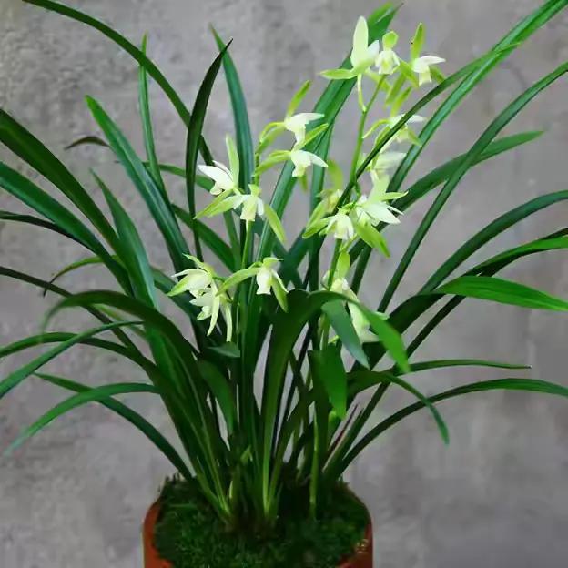 什么兰花最好养又香又好看,推荐几款香味俱全好养的兰花