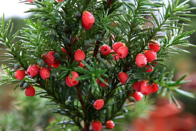 红豆杉盆栽怎么样管理好看,自己种植的红豆杉应该怎么处理
