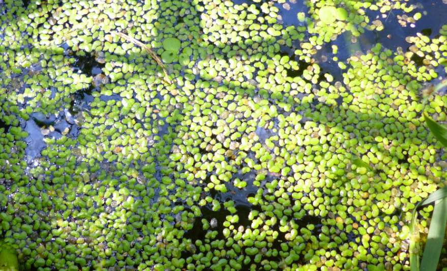 观赏鱼喜欢什么水果和蔬菜,观赏鱼饲喂饲料还可以喂点什么