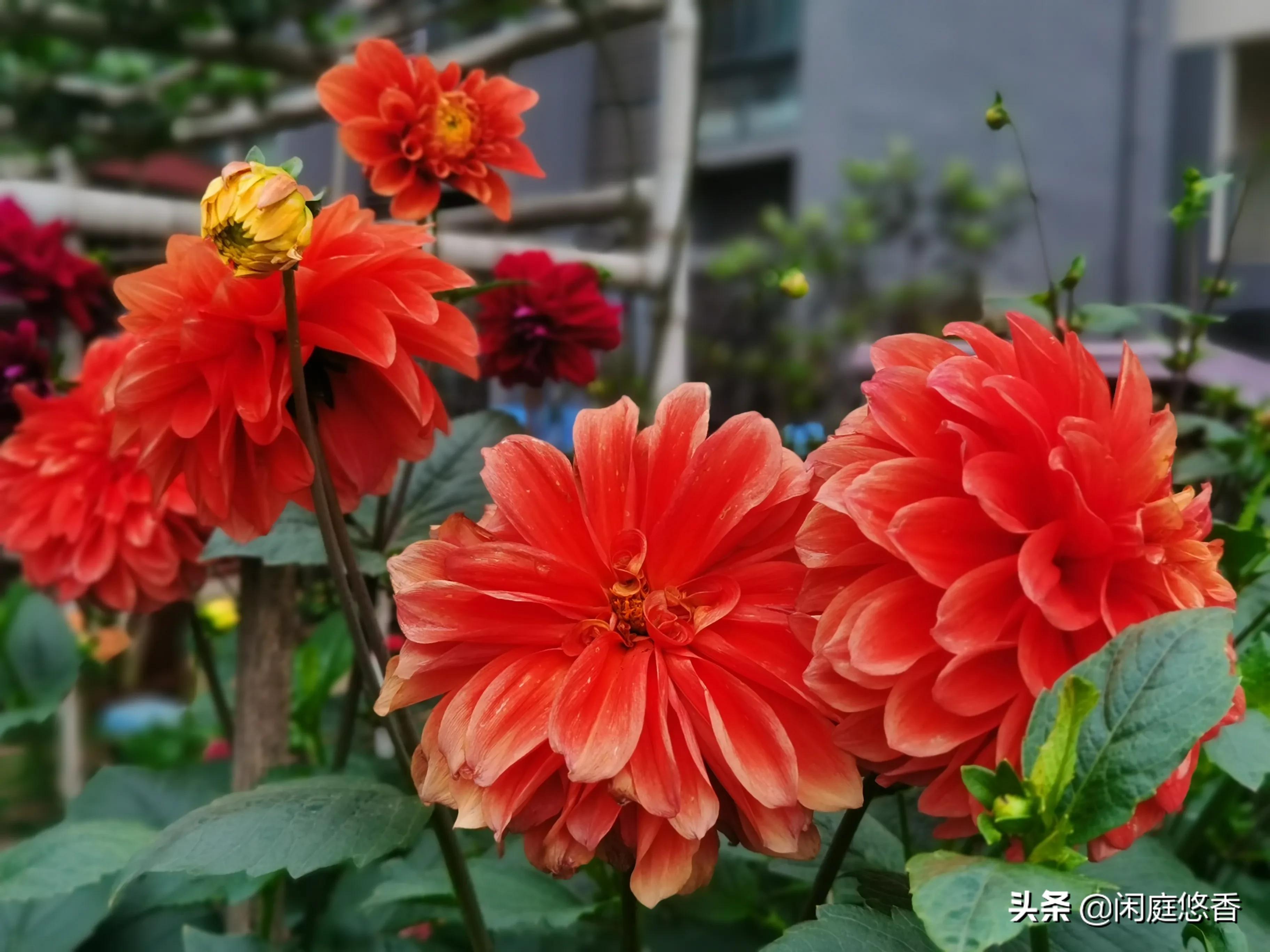 100种常种花卉养护秘籍,20种花卉浇水保养法