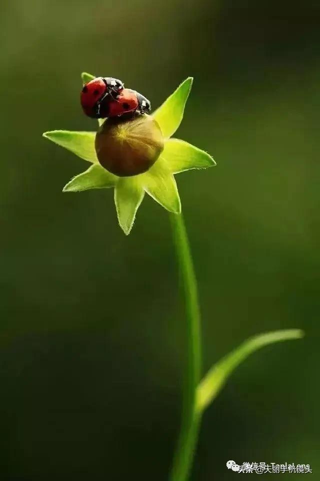 天丽摄影作品集,天丽镜头视频完整版