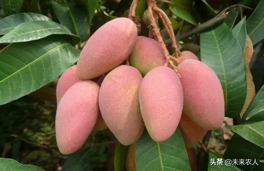 烤烟有机肥的正确使用方法,烟草专用有机肥怎么使用