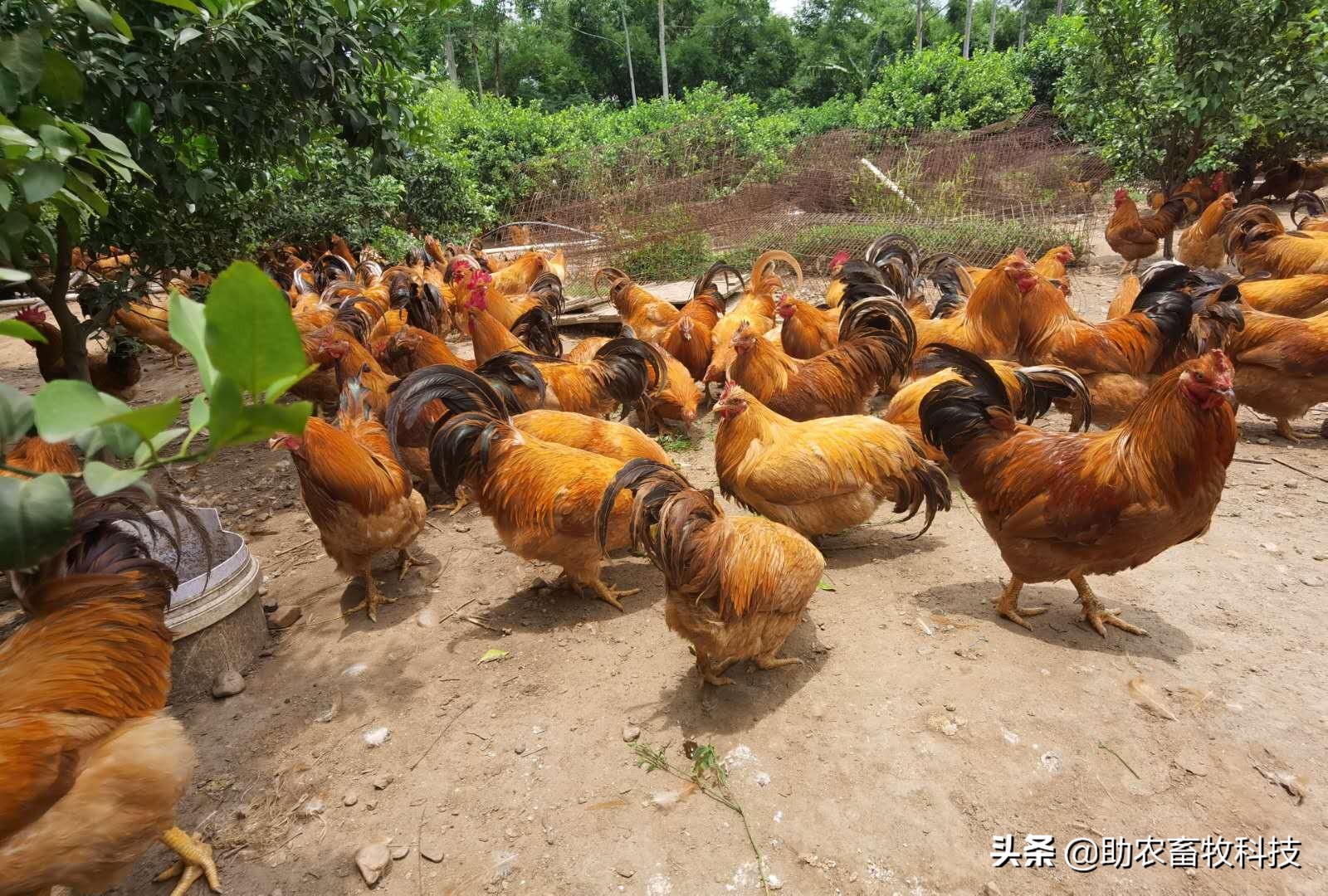 发酵饲料和全价饲料的优势,发酵饲料氨基酸含量高吗