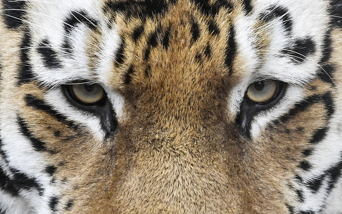 真正的野生老虎多可怕,为什么野生老虎处于危险中