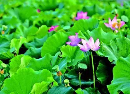 沈阳夏季赏荷旅游攻略,沈阳周边赏荷胜地