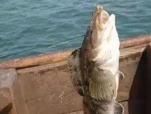 钓鱼大连海钓,大连钓鱼海钓季节