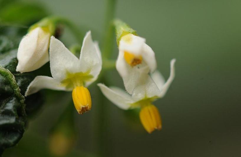 初秋的诗词经典赏析,初秋诗词大全100首