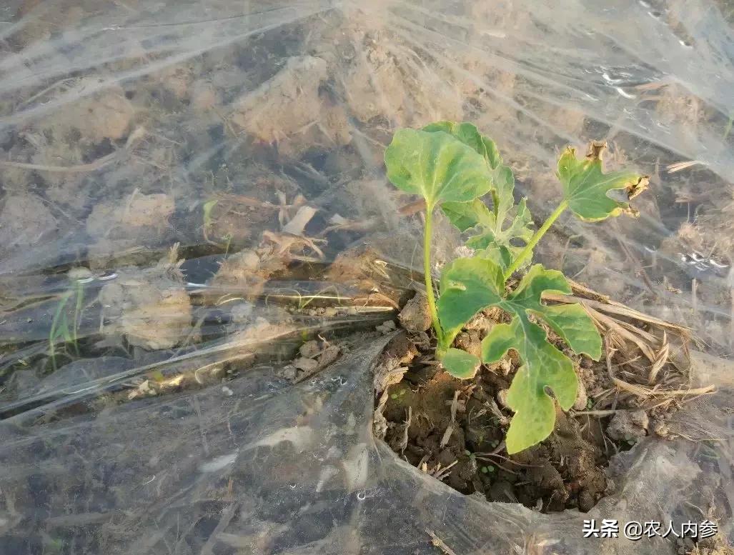 西瓜移栽后缓苗慢怎么办,西瓜苗定植后不长怎么补救