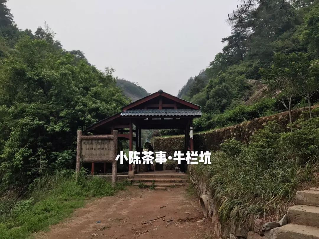 普洱茶古树茶小众山头,普洱茶古树茶与台地茶的区别在哪