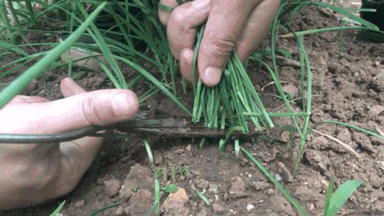 得了甲状腺癌有什么表现,得了甲状腺癌一般是什么癌