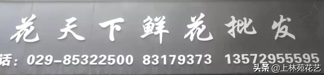 西安新年鲜花批发,西安鲜花店批发进货渠道