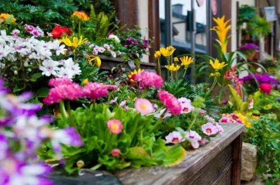 无锡拈花湾住宿禅意村舍,无锡拈花湾禅意植物