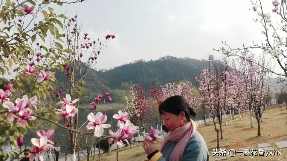 春风又绿江南岸风景,春风又绿江南岸风景图片