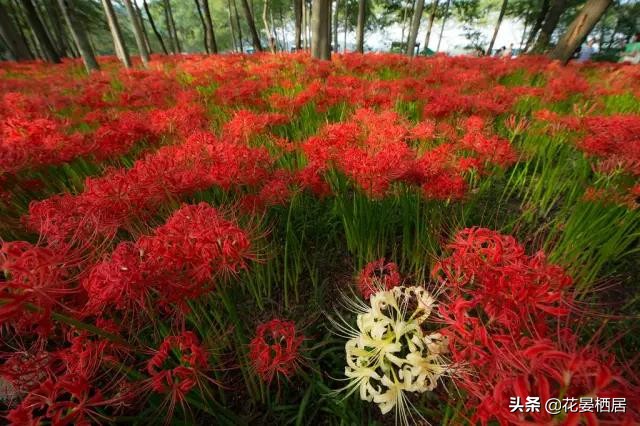忘川的彼岸花，莲华经的接引之花“曼珠沙华”，原来是石蒜花呀