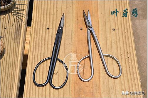 夏季盆景管理技巧,五根松盆景平常如何养护