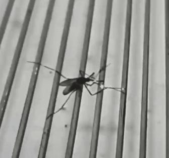 干掉蚊子的100种方法,消灭蚊子的100种方法第24种