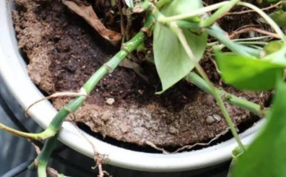 盆土浇水不积水的方法,土太硬了浇不透怎么办