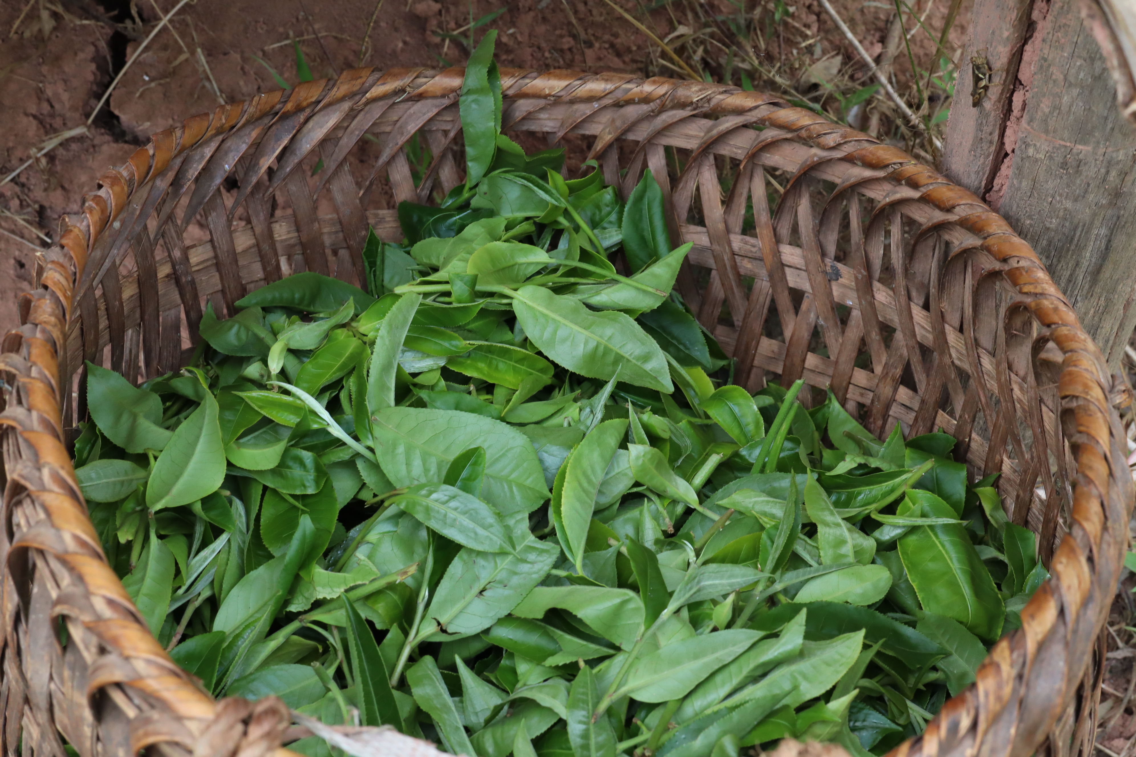 春茶夏茶秋茶劲大,一文了解茶叶所有知识的书