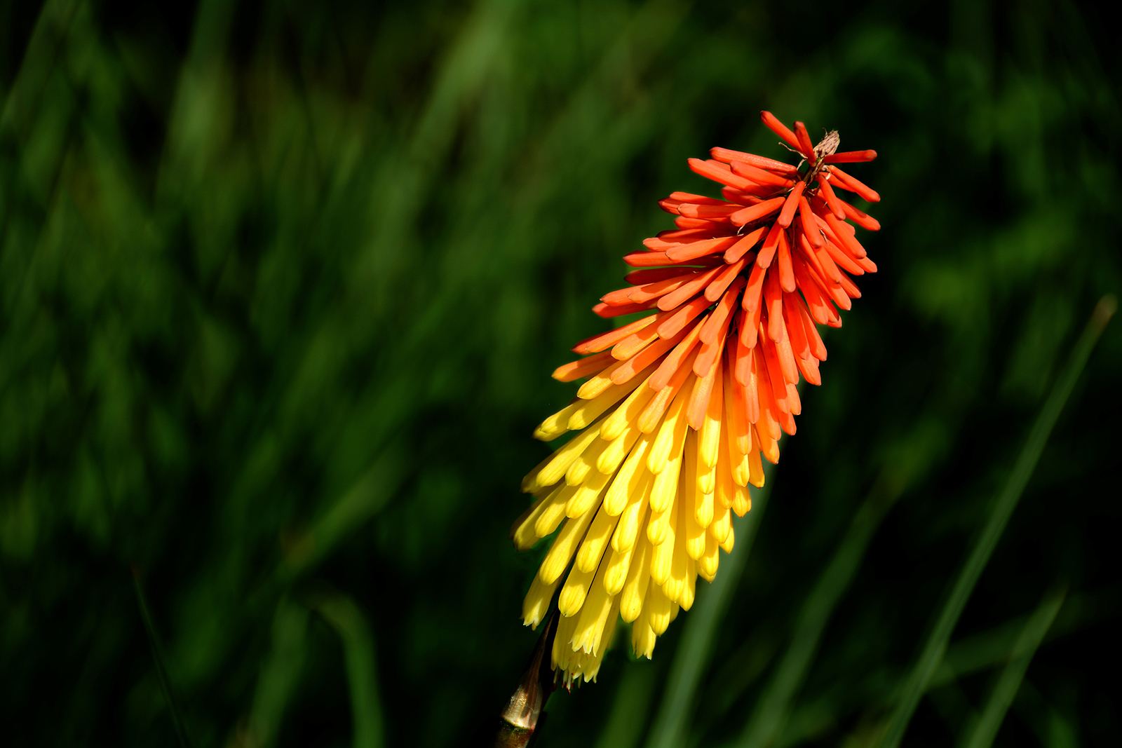 100种常见花卉图谱，收藏起来慢慢看，从此识花不求人
