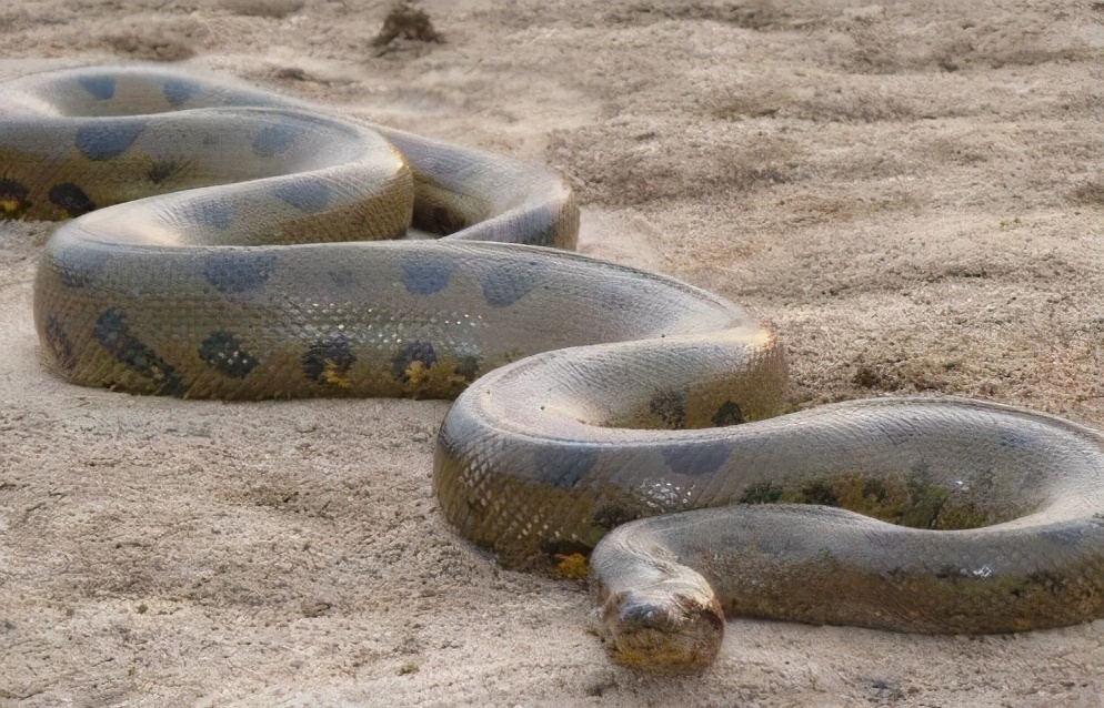 森蚺简单粗暴的交配方式，雌蛇后宫男宠众多，交配完后会吃掉雄性