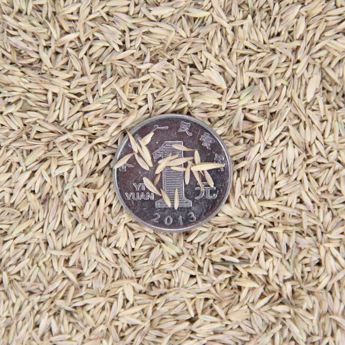 鸭茅草的种植要点有哪些,鸭茅草营养价值