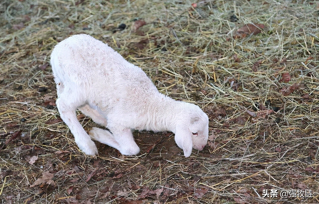冬季养羊如何保暖,冬季养羊该怎么保温