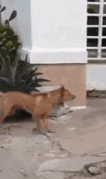 刚从后院挖出来的,大家帮我鉴定一下,我是不是要发财了?