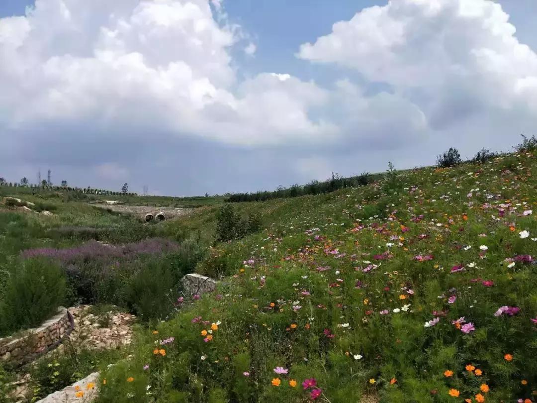 河北绝美自驾游,河北哪里的花海好看最美