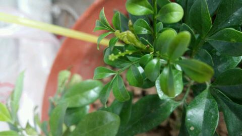 室内养米兰浇水的正确方法,冬季米兰怎么养才能更旺盛