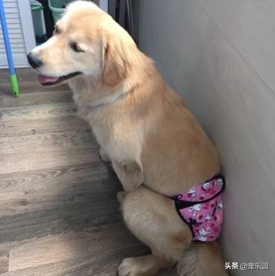 狗女来大姨妈了，铲屎官们知道要怎么处理吗？