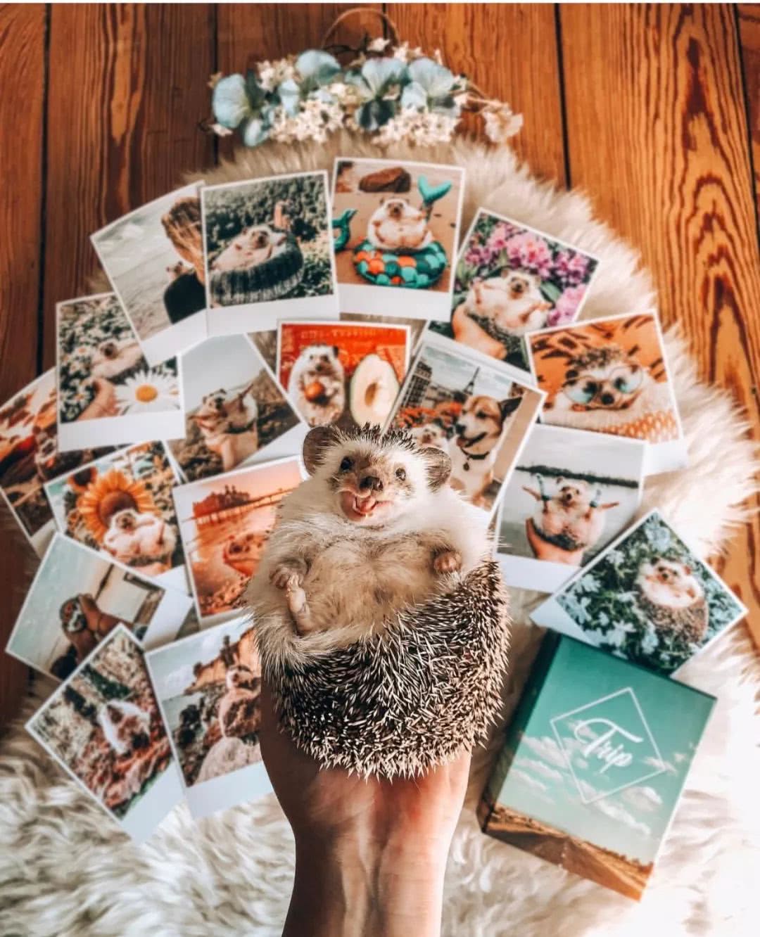 网红小刺猬——过成了你最想要的样子。