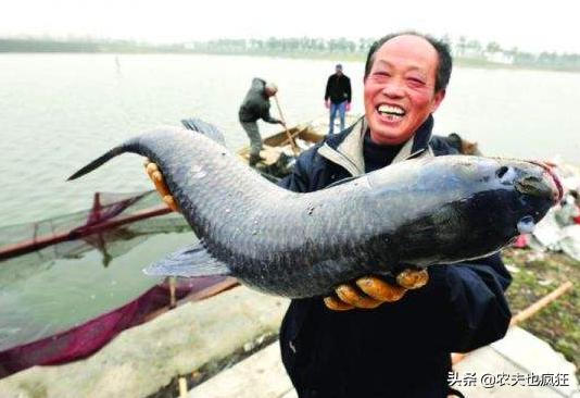 人工养殖草鱼30斤,野生成年草鱼多少斤