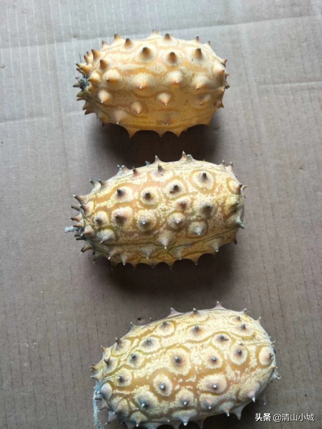 带刺的火参果,天价火参果