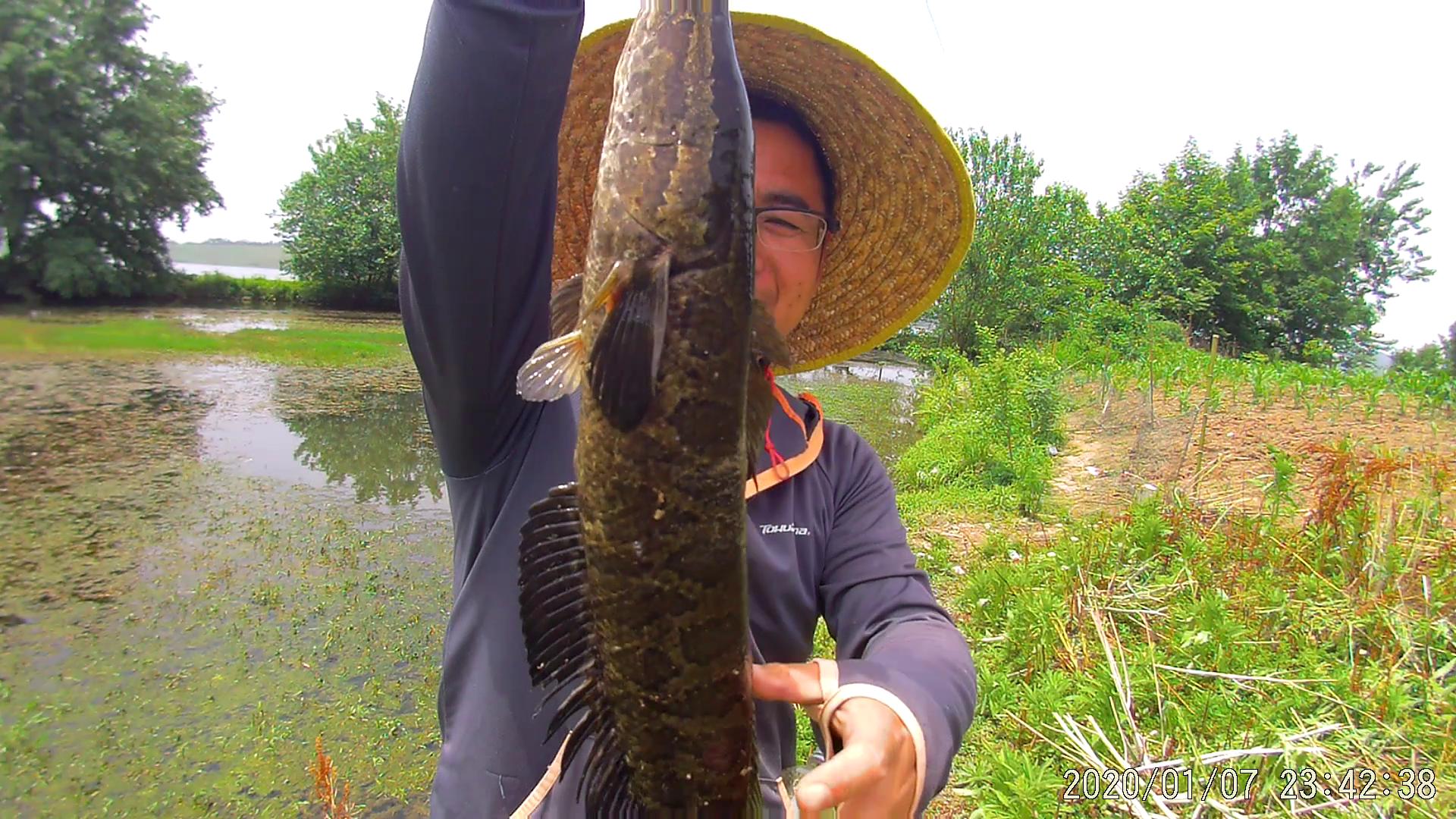 手竿钓黑鱼方法与绝招,手竿钓黑鱼什么饵好视频