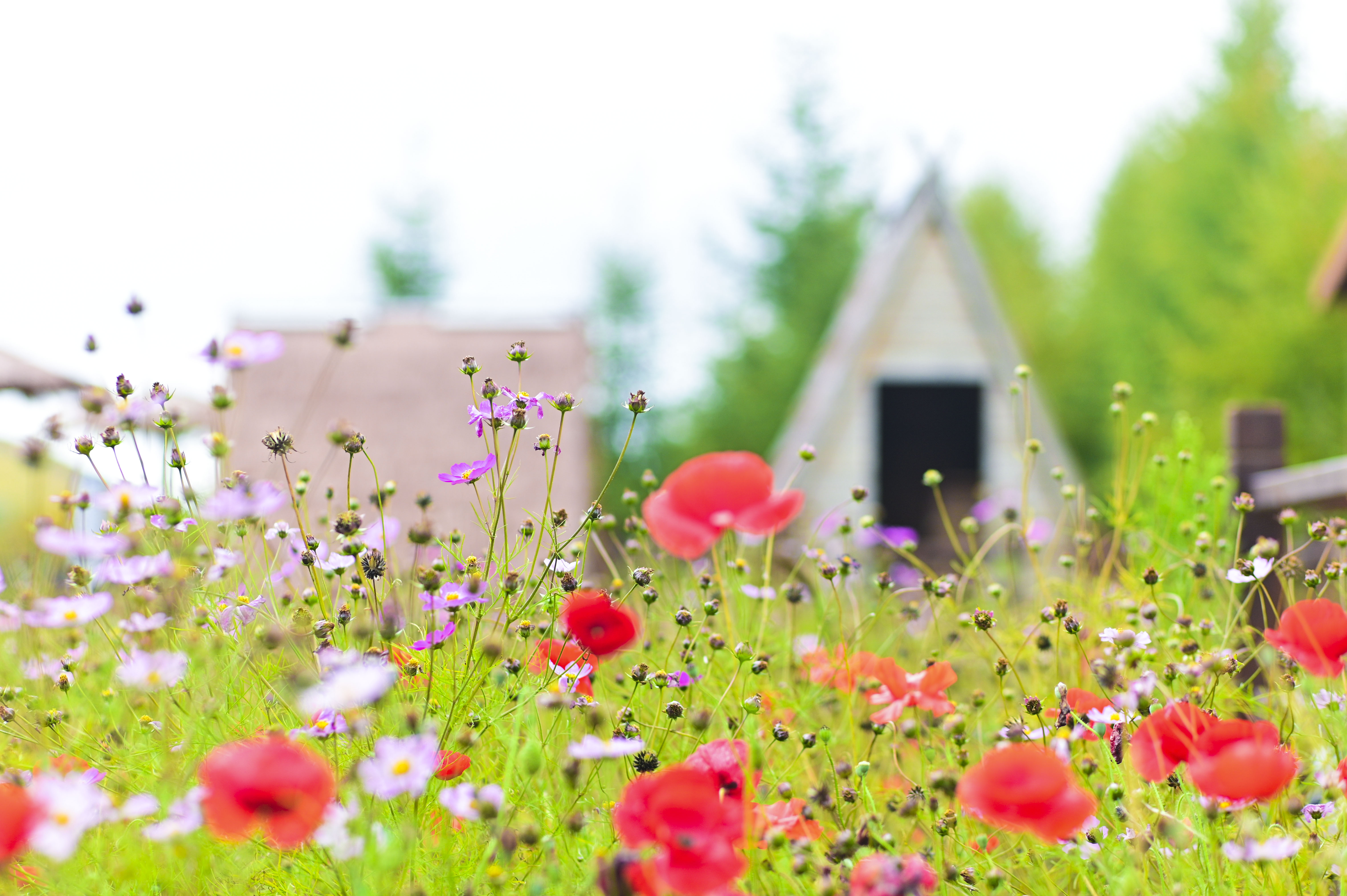 丰宁神仙谷七彩森林景区地图,丰宁坝上七彩森林游玩攻略