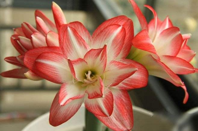 朱顶红养护有技巧，学会几个养护技巧，每年都开花，花大色艳