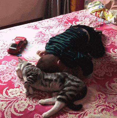 我们一起“拼猫”好不好?乖巧的时候归我,撒泼的时候归你