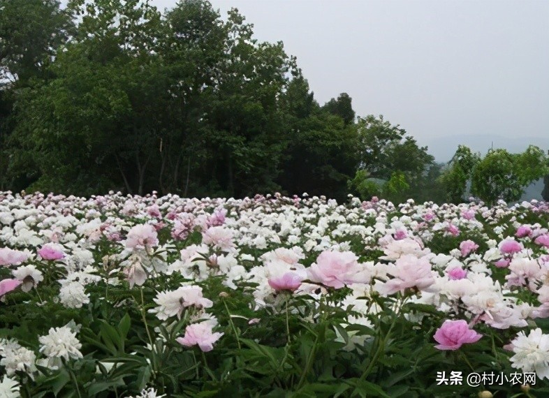 适合农村创业的最新致富项目,平原地区农村创业致富的好项目