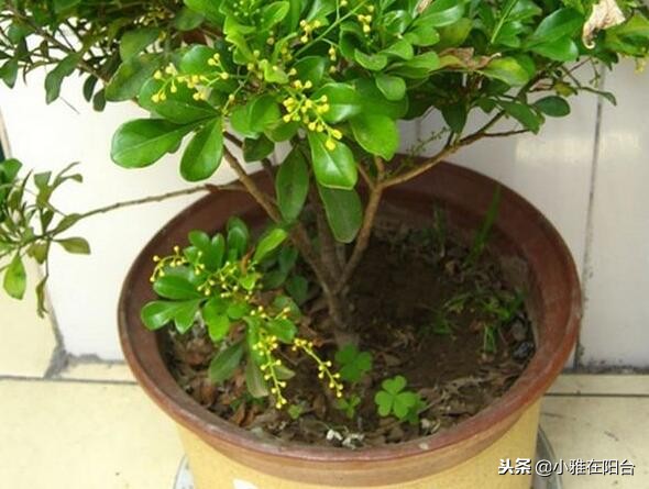 米兰怎么养才可以过冬,米兰冬天的养护方法可以修剪吗